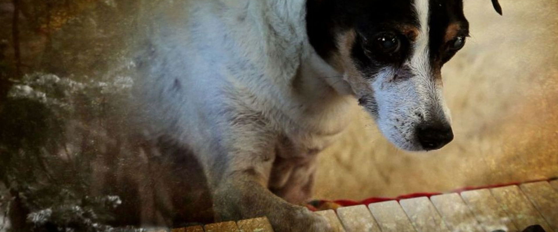 Heart of a Dog backdrop