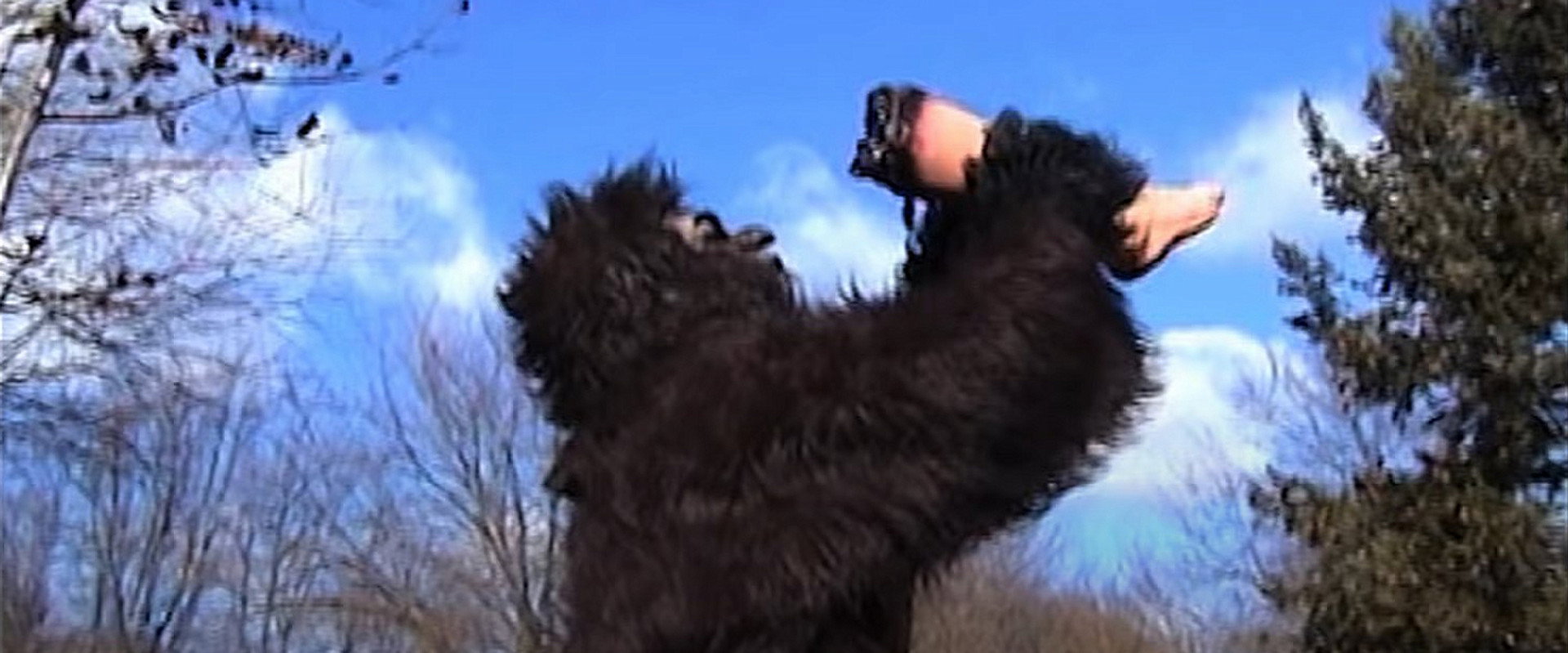 Suburban Sasquatch backdrop