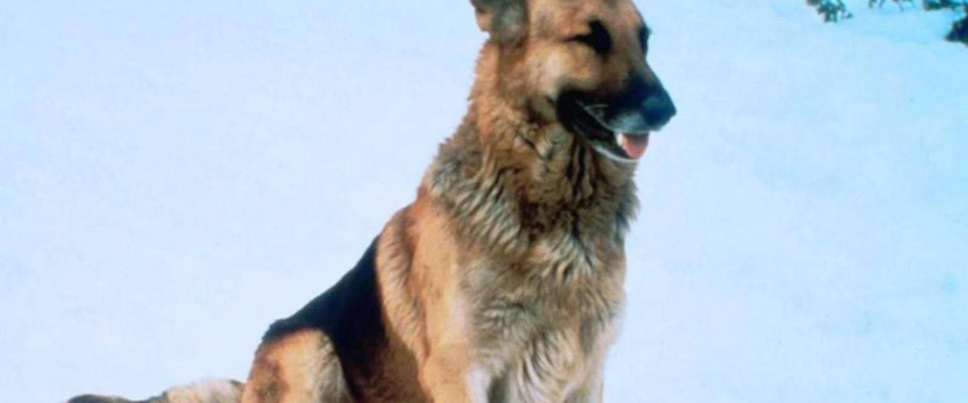 The Courage of Kavik, the Wolf Dog backdrop
