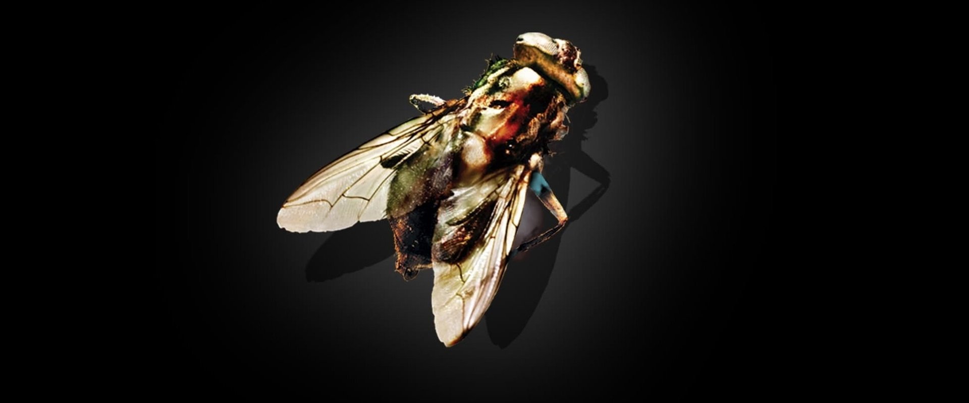 The Fly backdrop