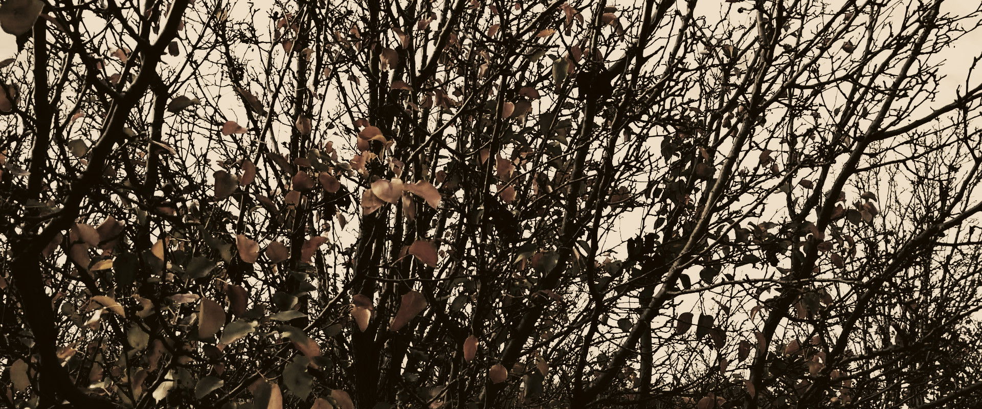 Meshes of an Autumn Afternoon backdrop