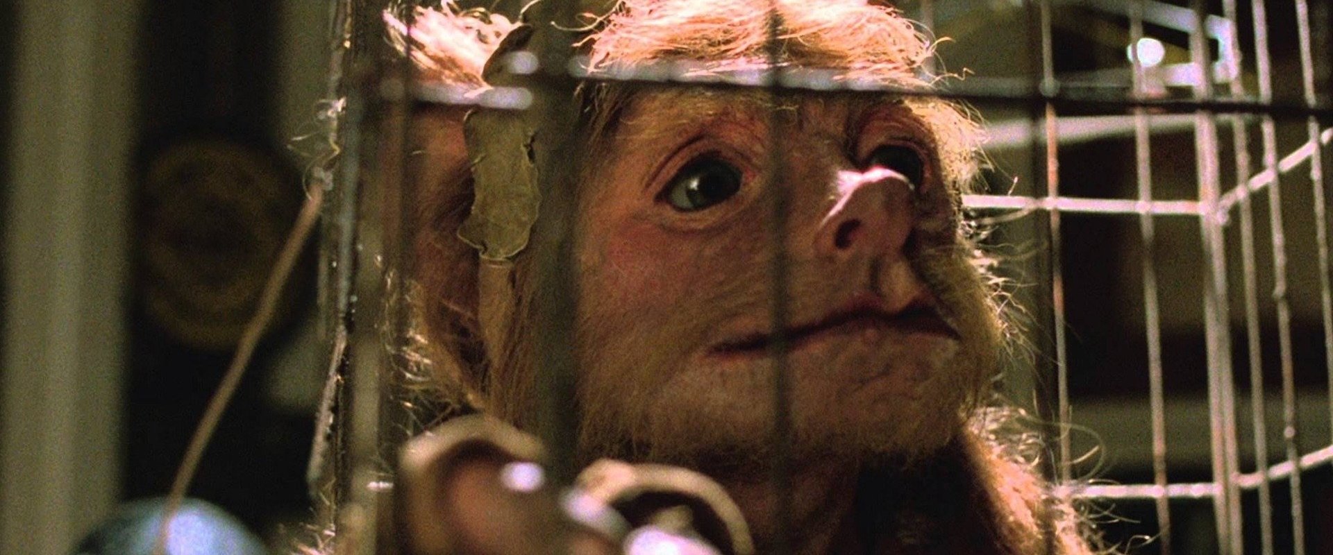A Gnome Named Gnorm backdrop