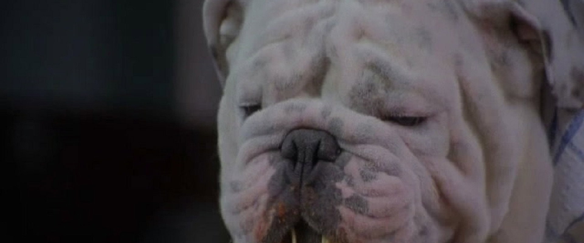 The Dogfather backdrop