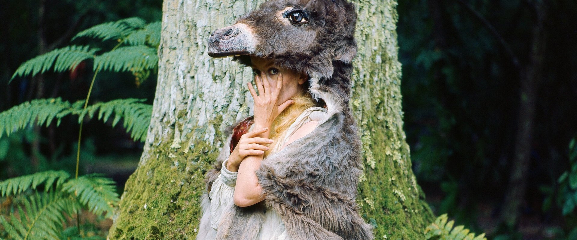 Donkey Skin