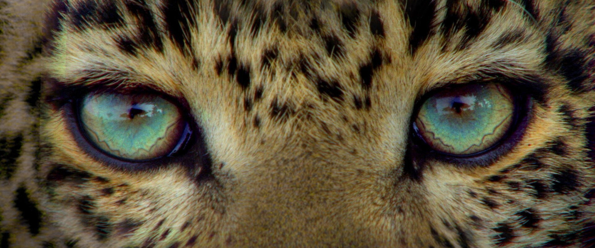 Jade Eyed Leopard backdrop