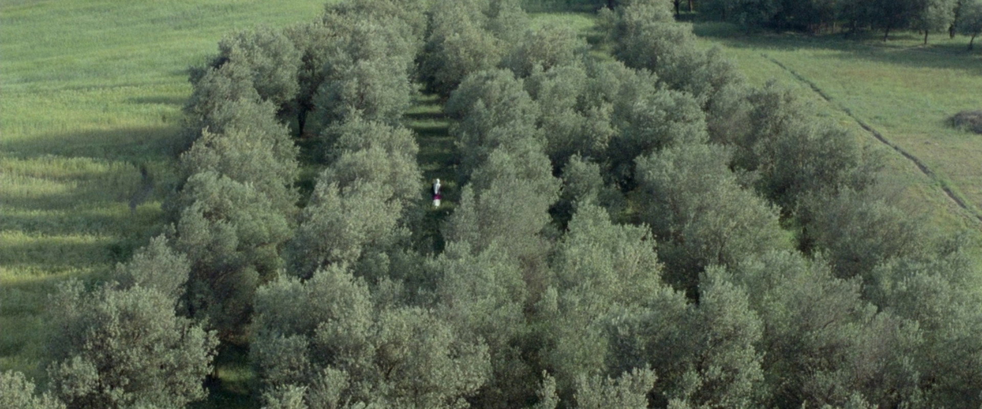 Through the Olive Trees backdrop