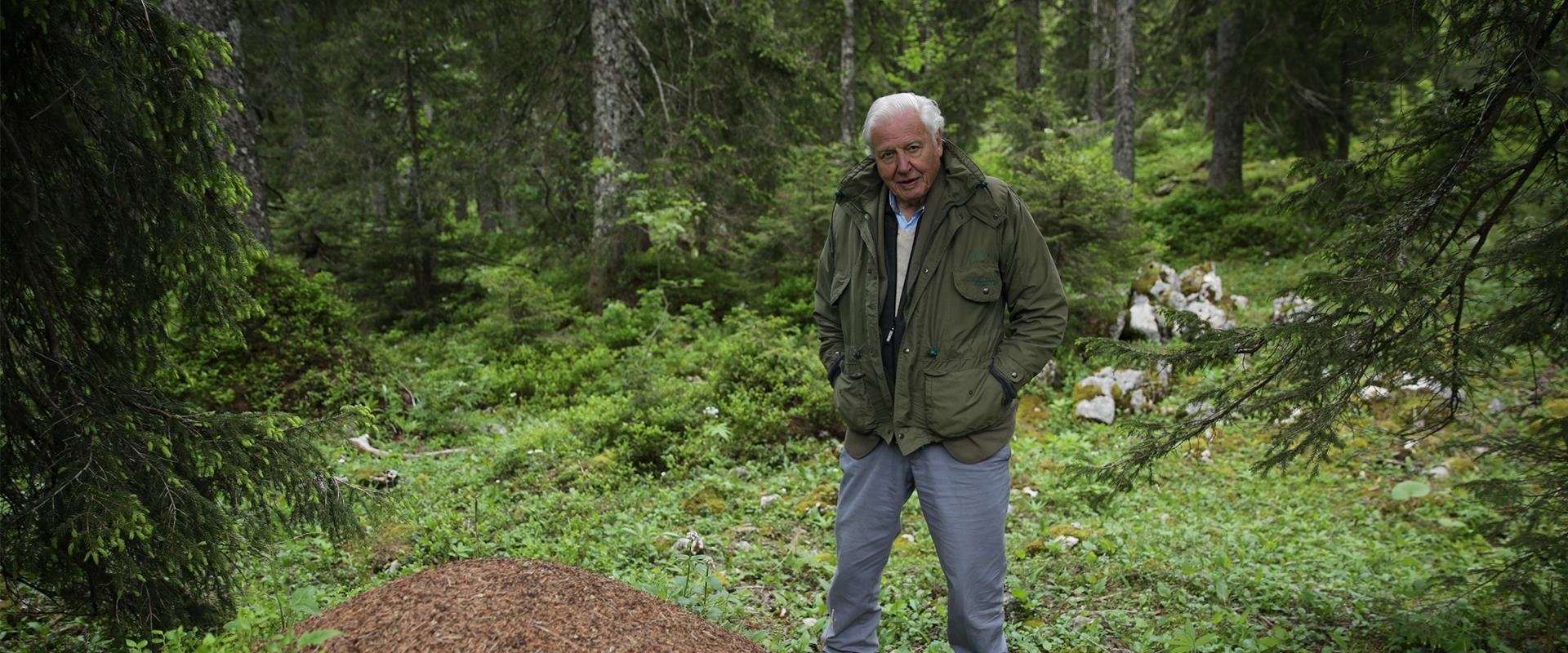 David Attenborough's Ant Mountain