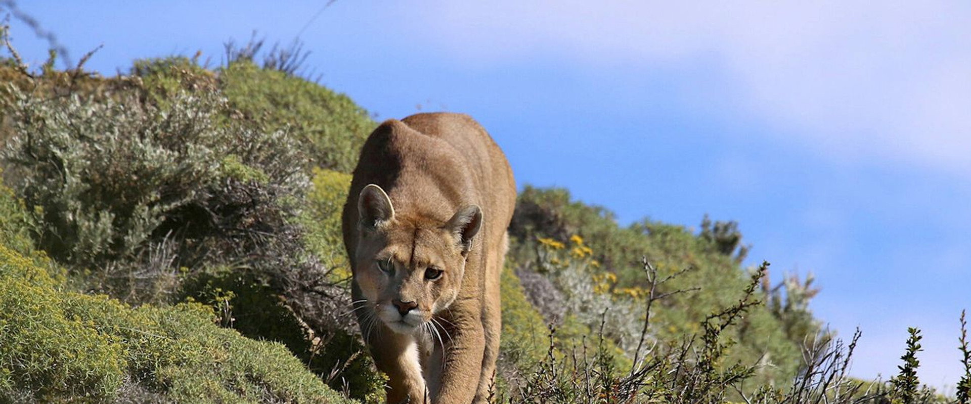 Puma: Lion of the Andes backdrop