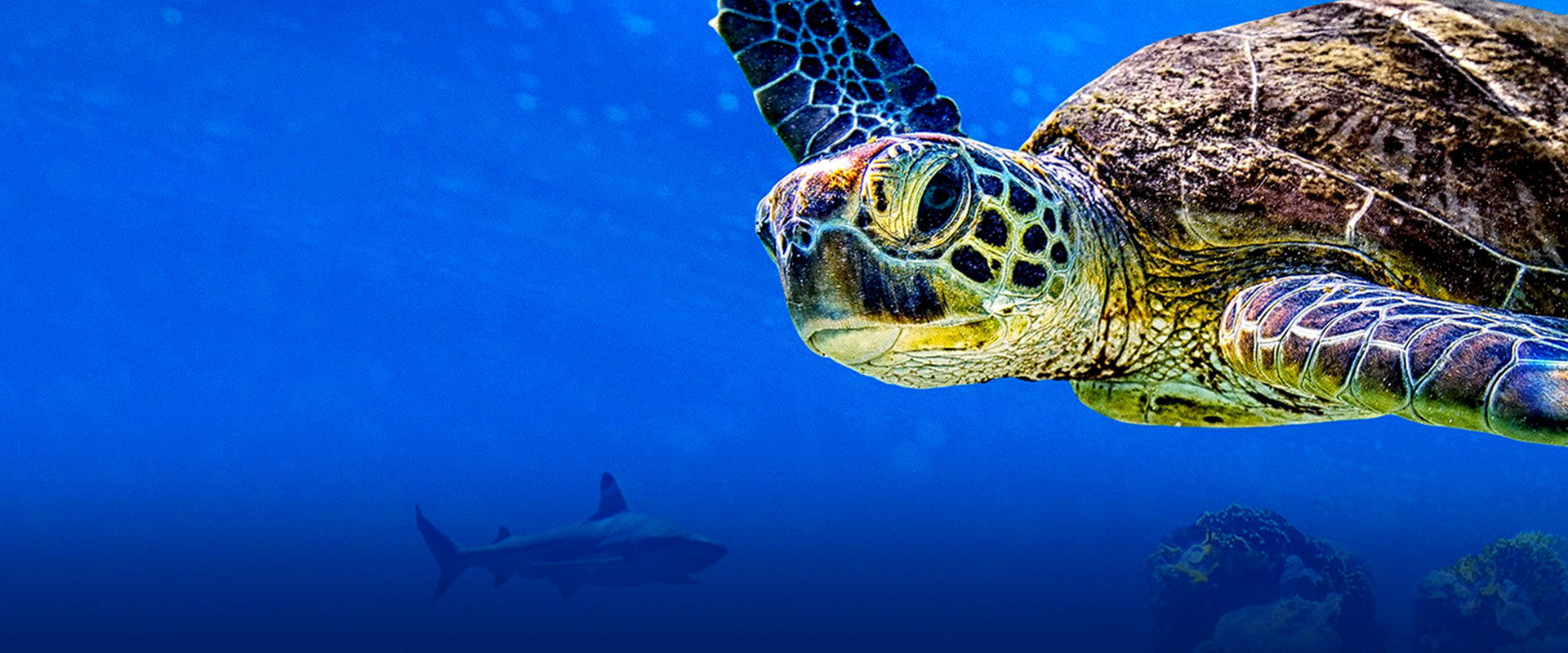 Turtle Odyssey backdrop