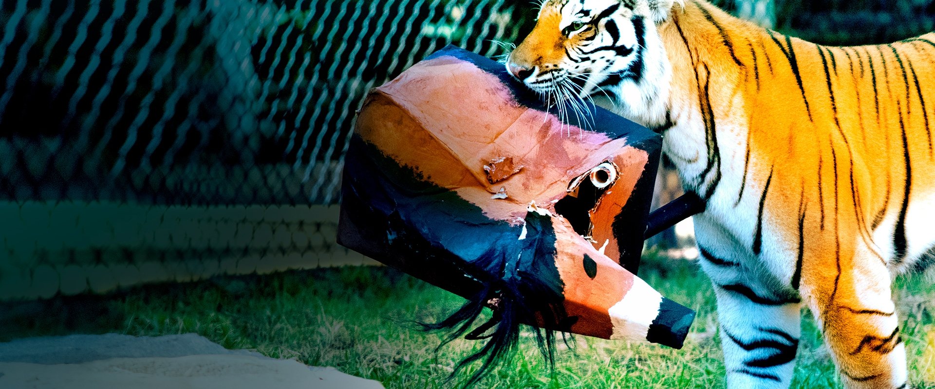Big Cat Games