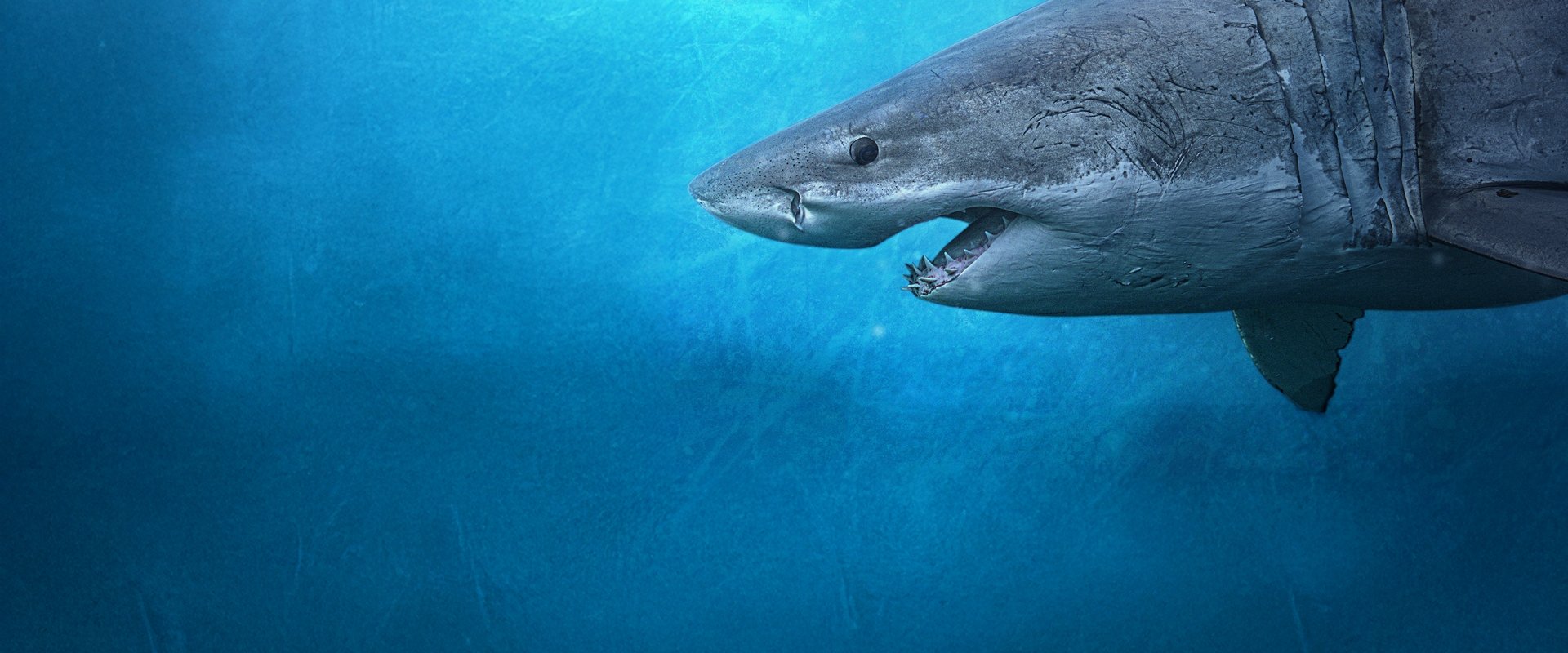 Sharks of the North backdrop