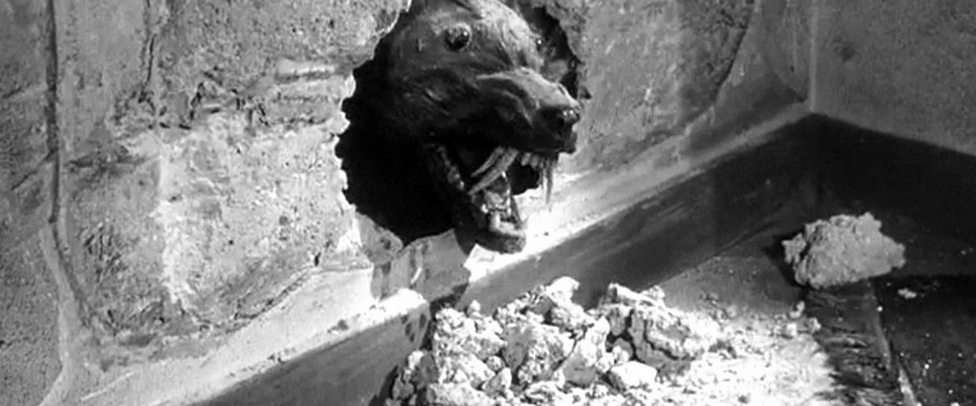 The Killer Shrews backdrop