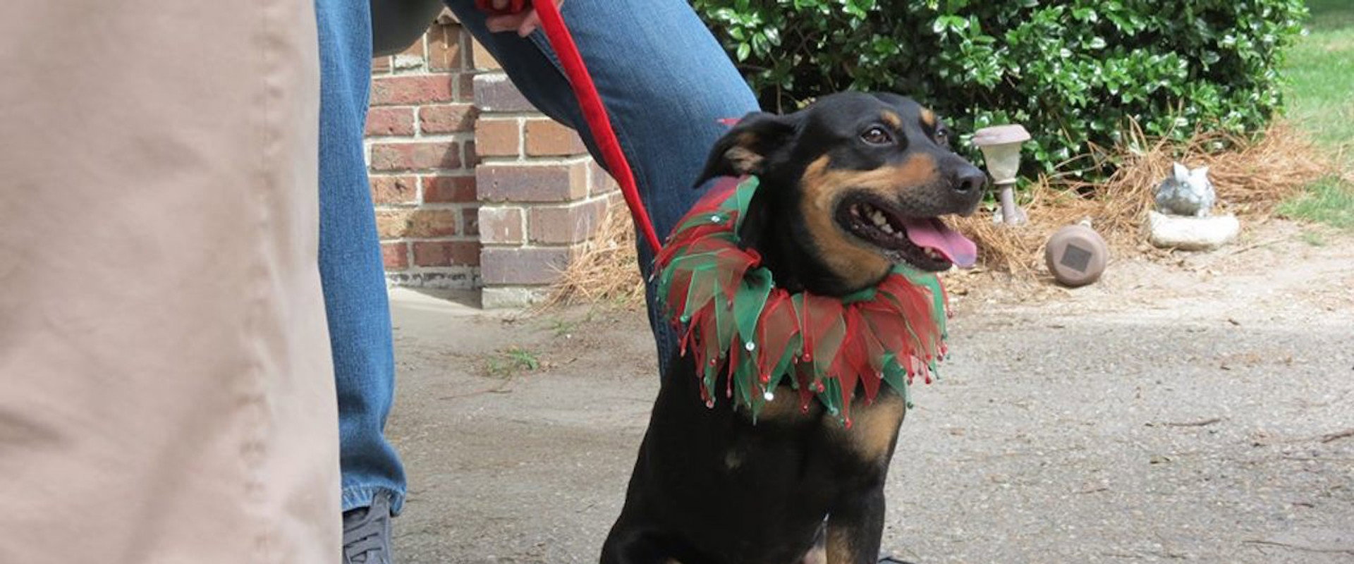 12 Dog Days Till Christmas backdrop