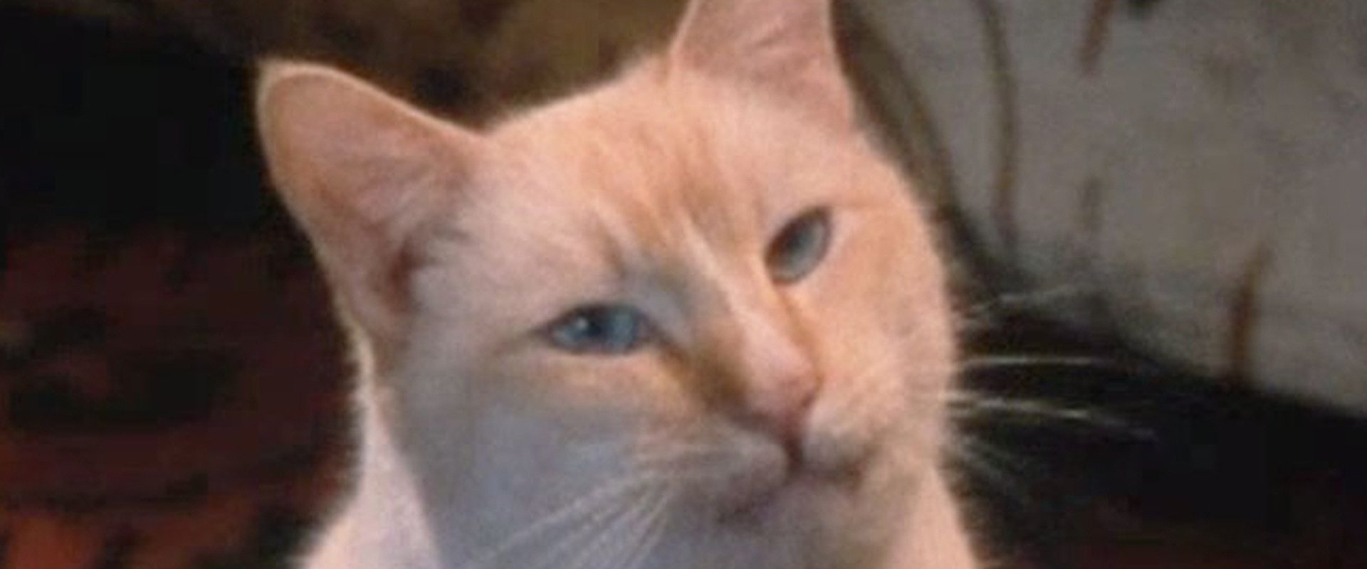 The Richest Cat in the World