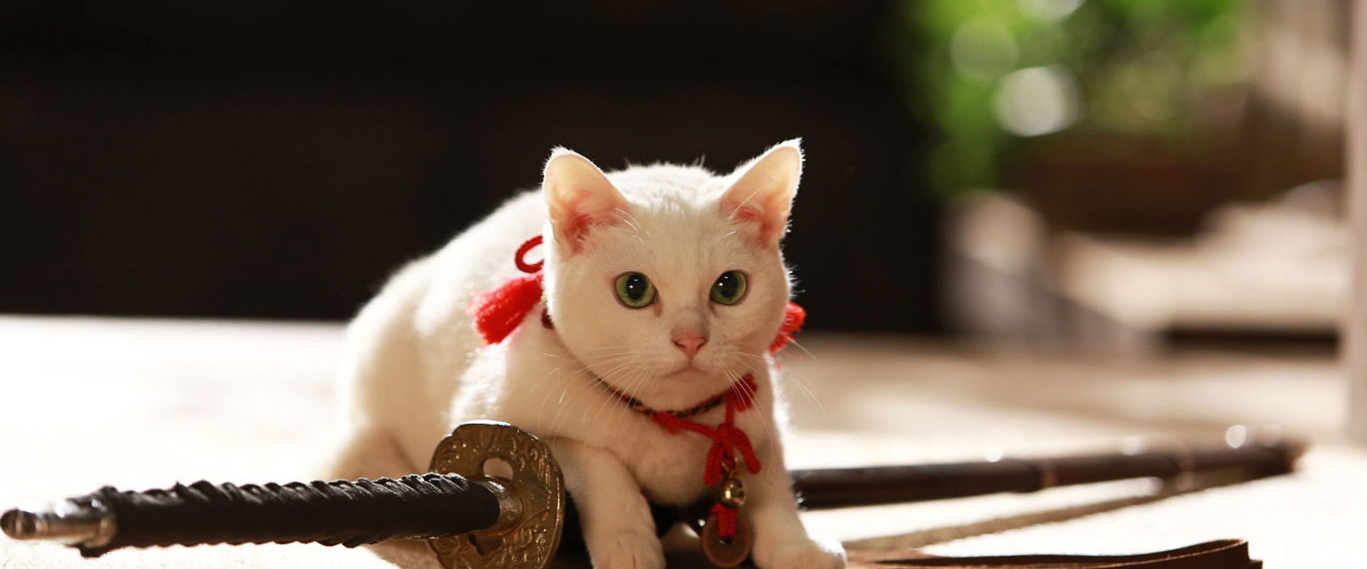 Samurai Cat 2: A Tropical Adventure backdrop