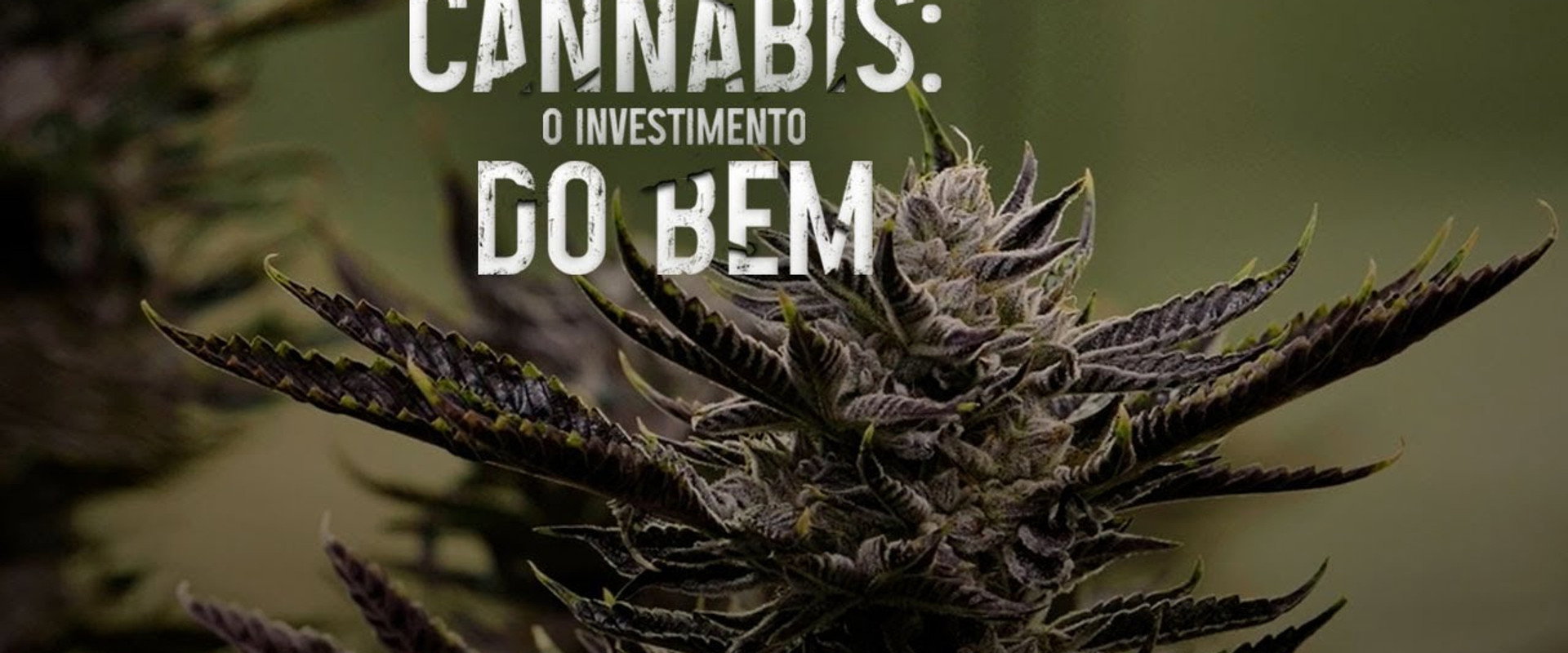 Cannabis: O Investimento do Bem backdrop