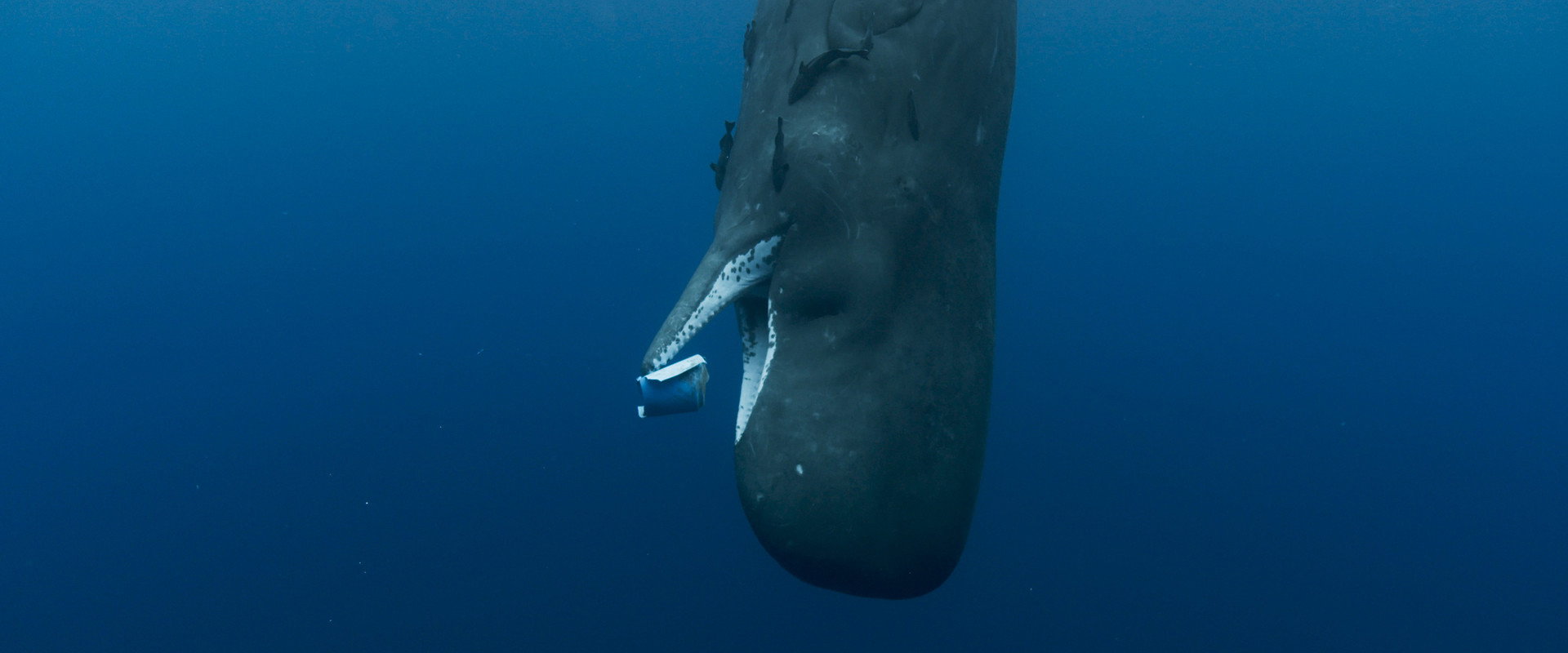 Whale Nation backdrop