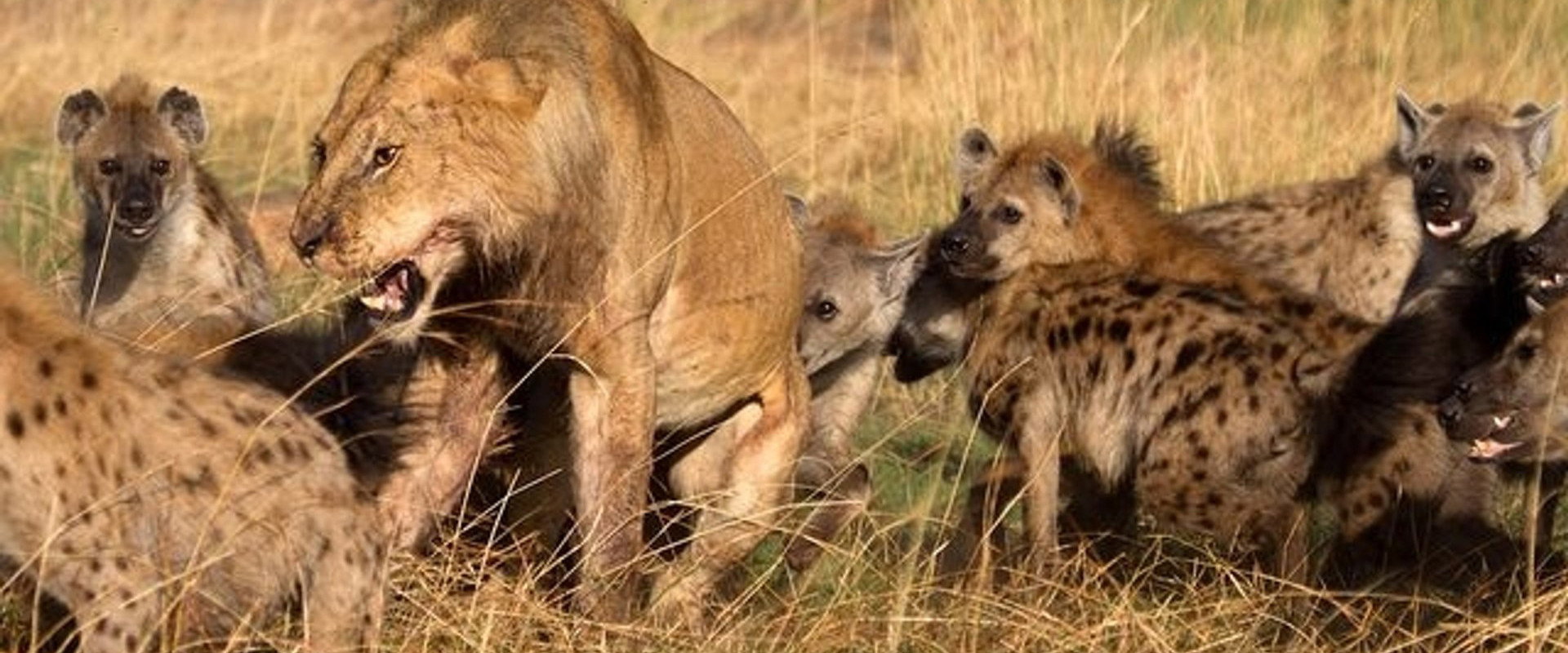 Eternal Enemies: Lions and Hyenas backdrop