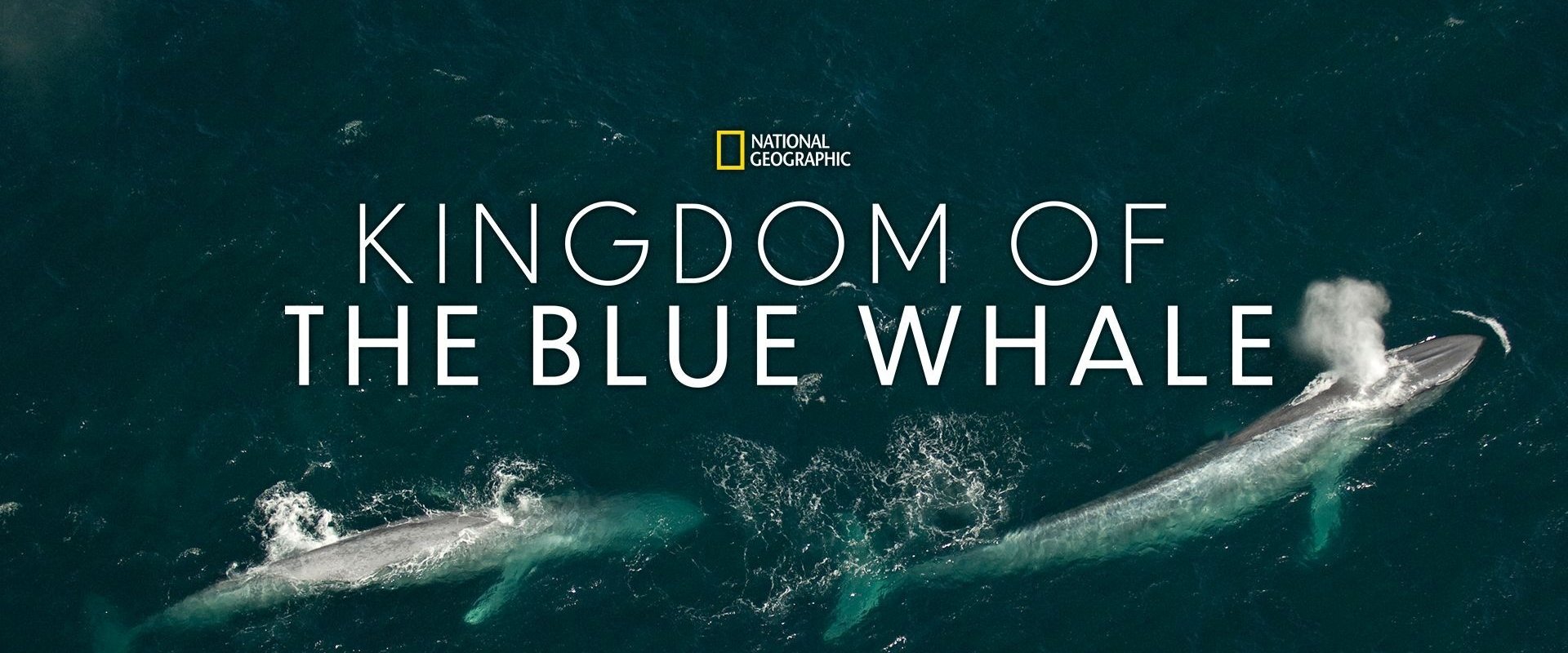 Kingdom of the Blue Whale
