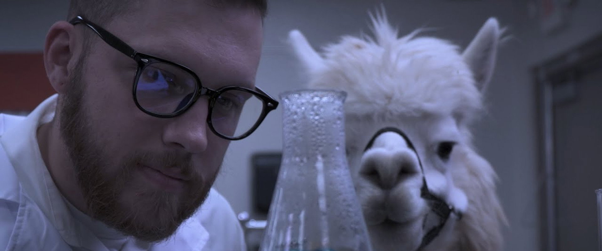 Alpacalypse backdrop