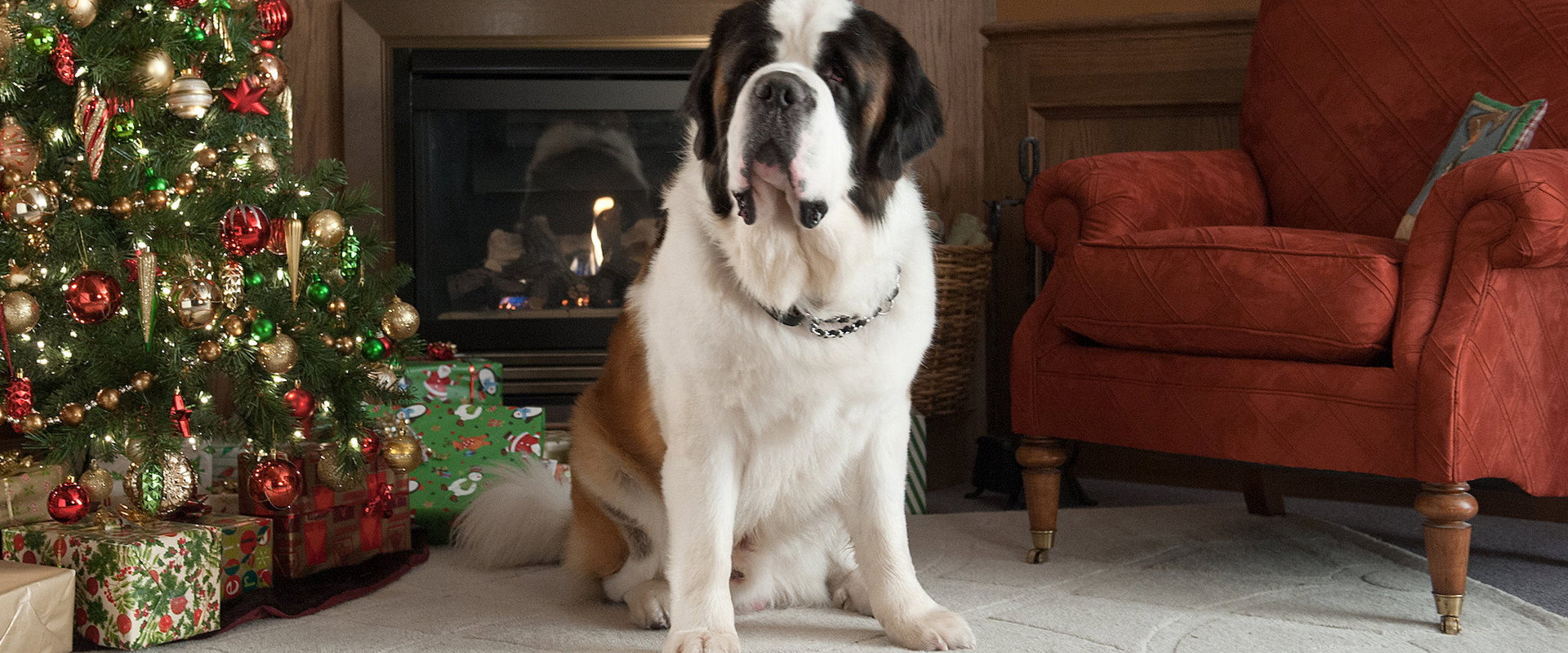 Beethoven's Christmas Adventure backdrop