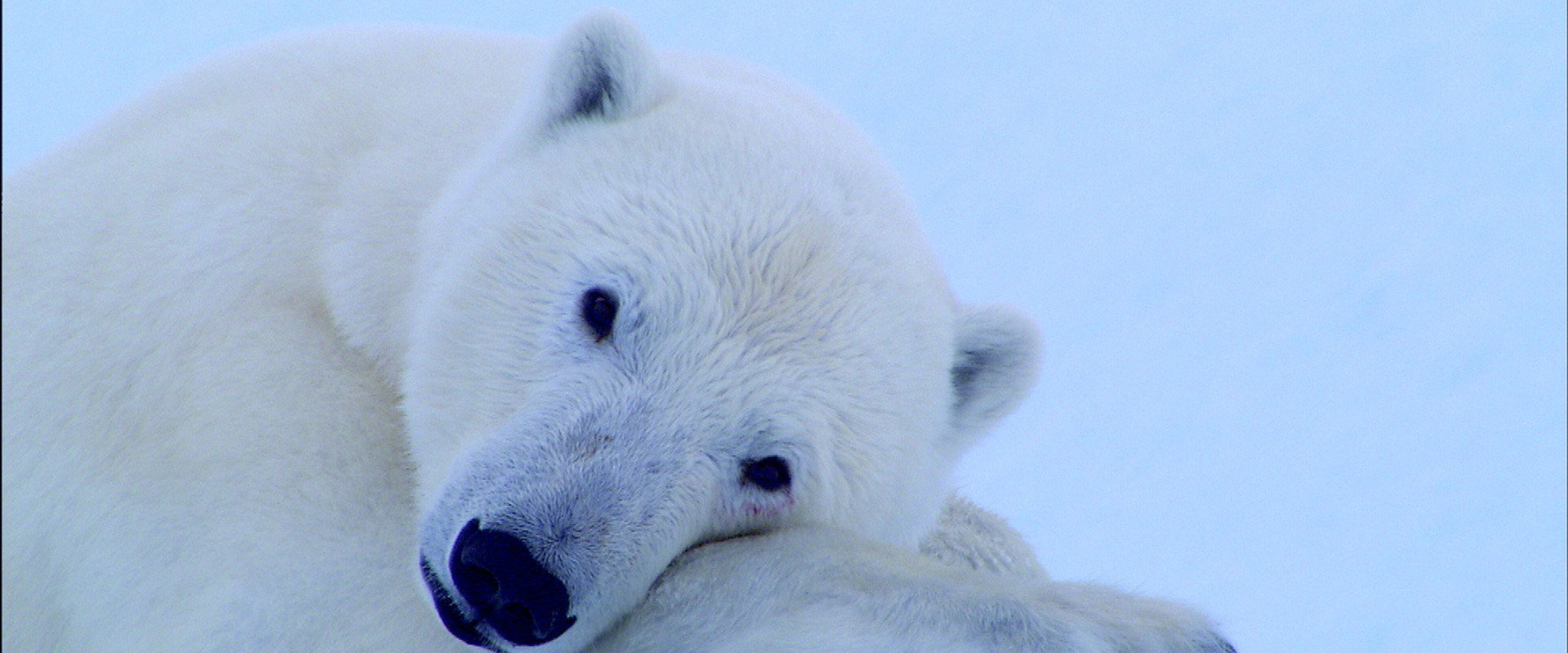 Tears in the Arctic backdrop