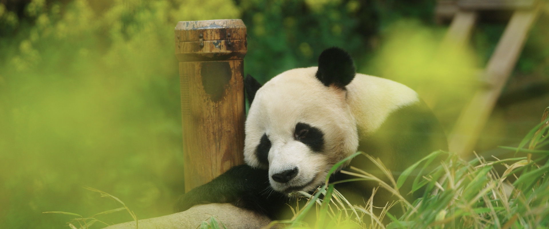 My Dearest Fu Bao backdrop