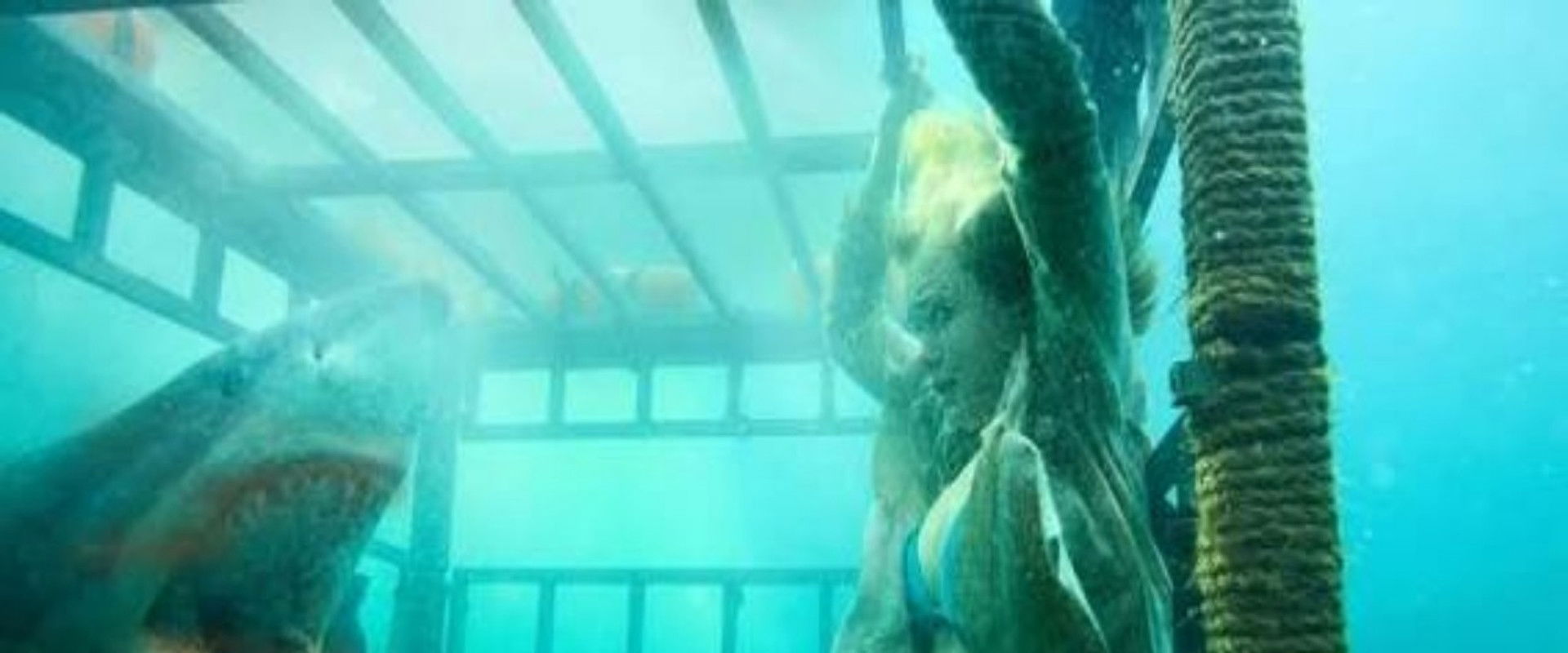 Raging Sharks backdrop