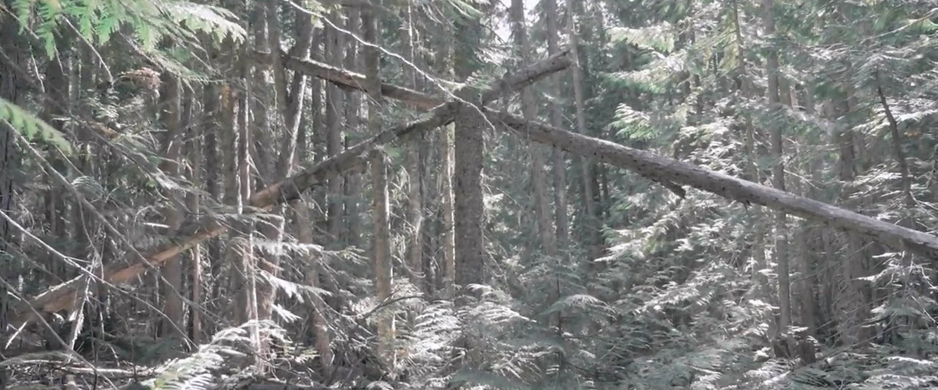 Bigfoot Encounters in the Pacific Northwest backdrop