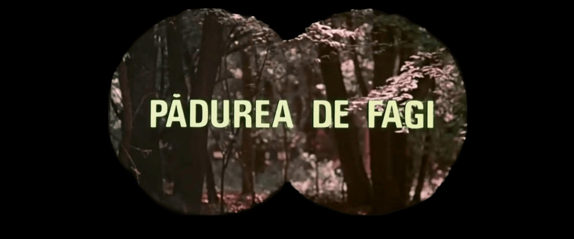 The Beech Forest backdrop