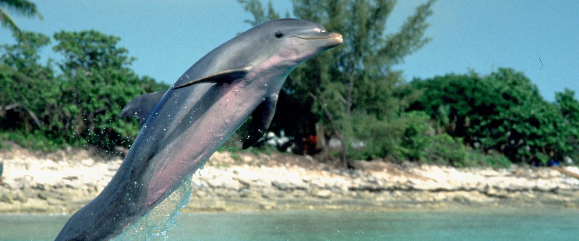 Flipper backdrop