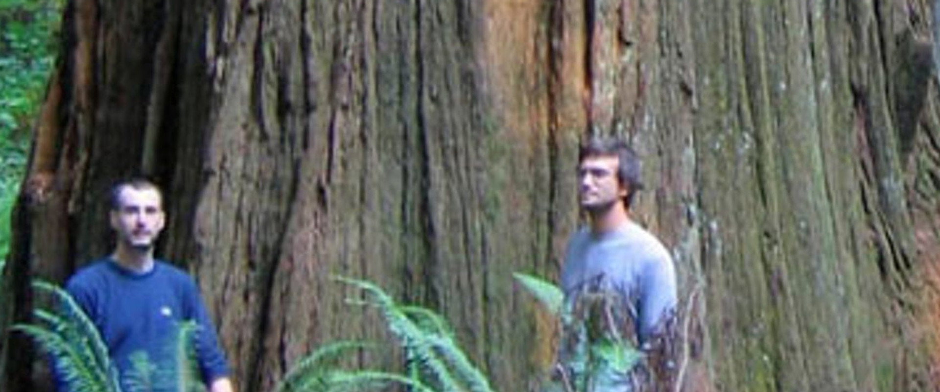 Redwoods: Anatomy of a Giant backdrop
