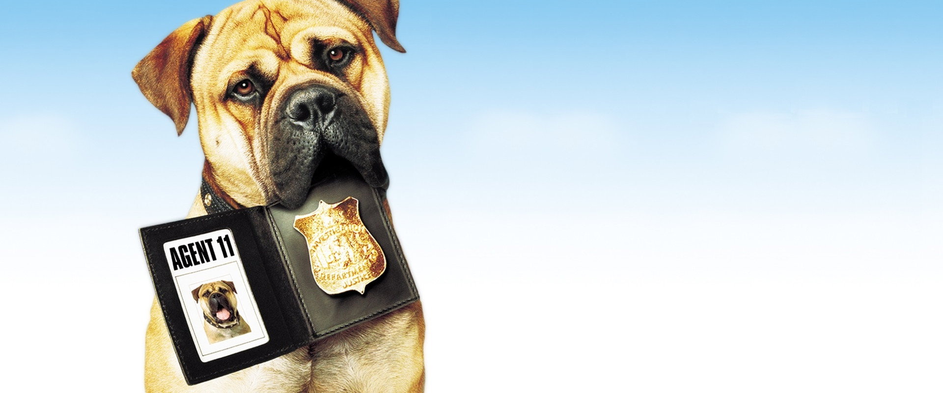 See Spot Run backdrop