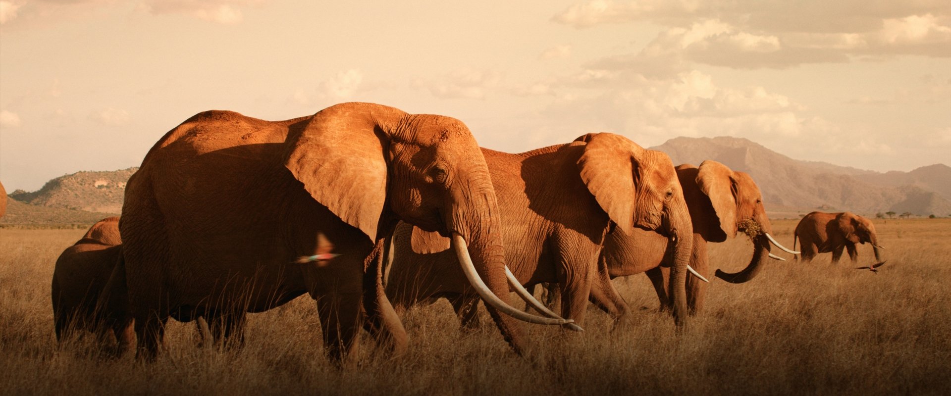The Elephant Queen backdrop