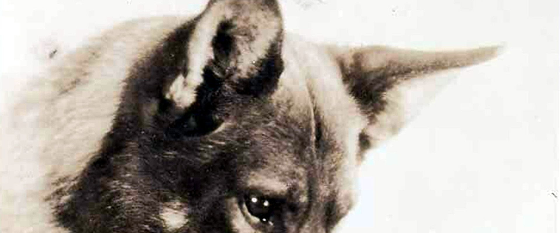 While London Sleeps backdrop