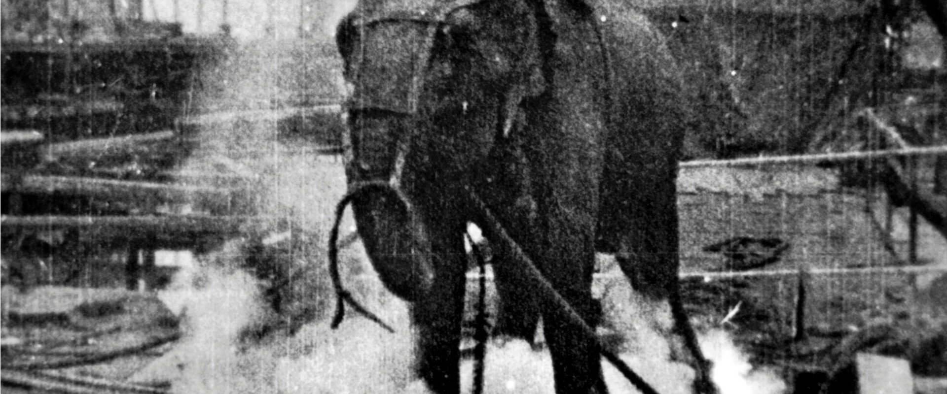 Electrocuting an Elephant backdrop