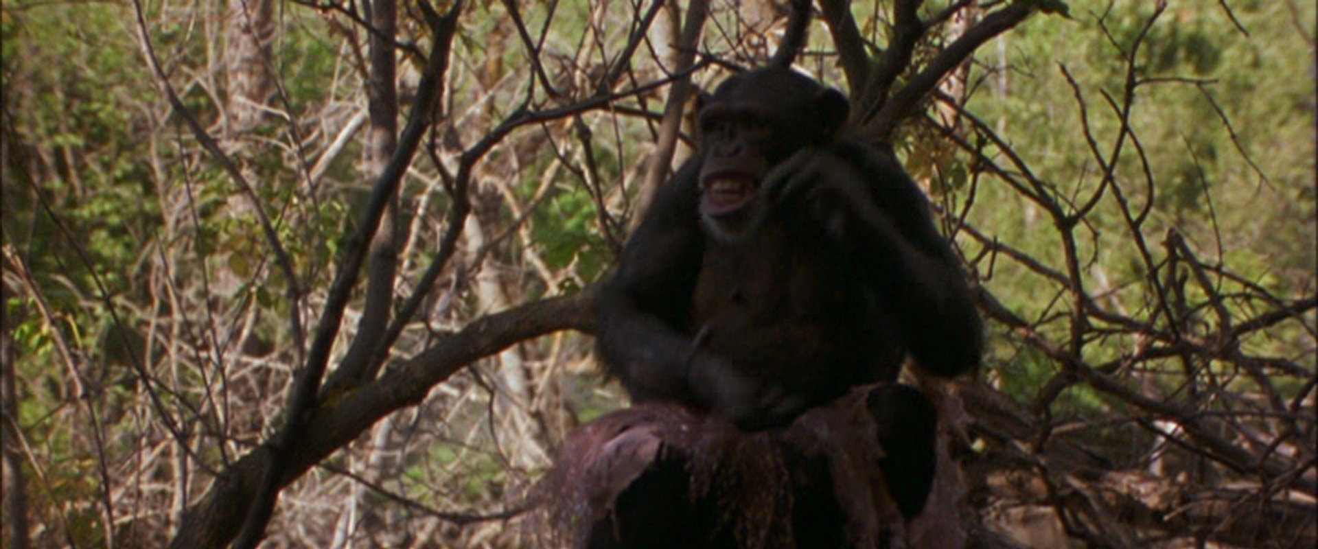 Summer of the Monkeys backdrop