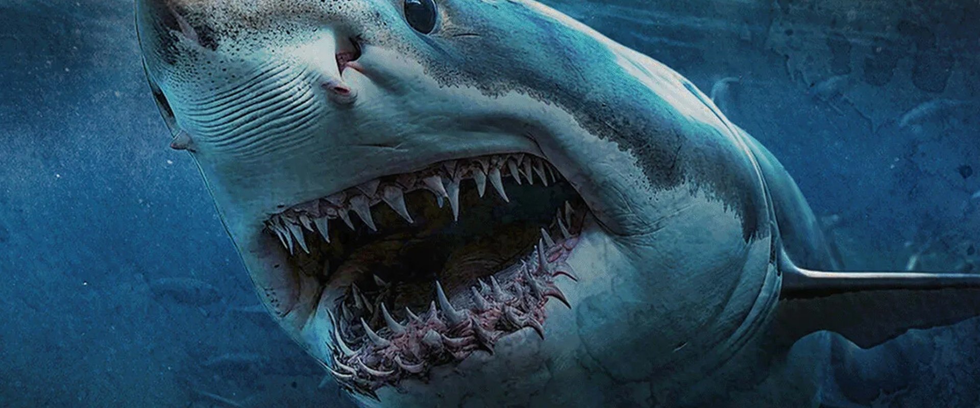 Shark Island