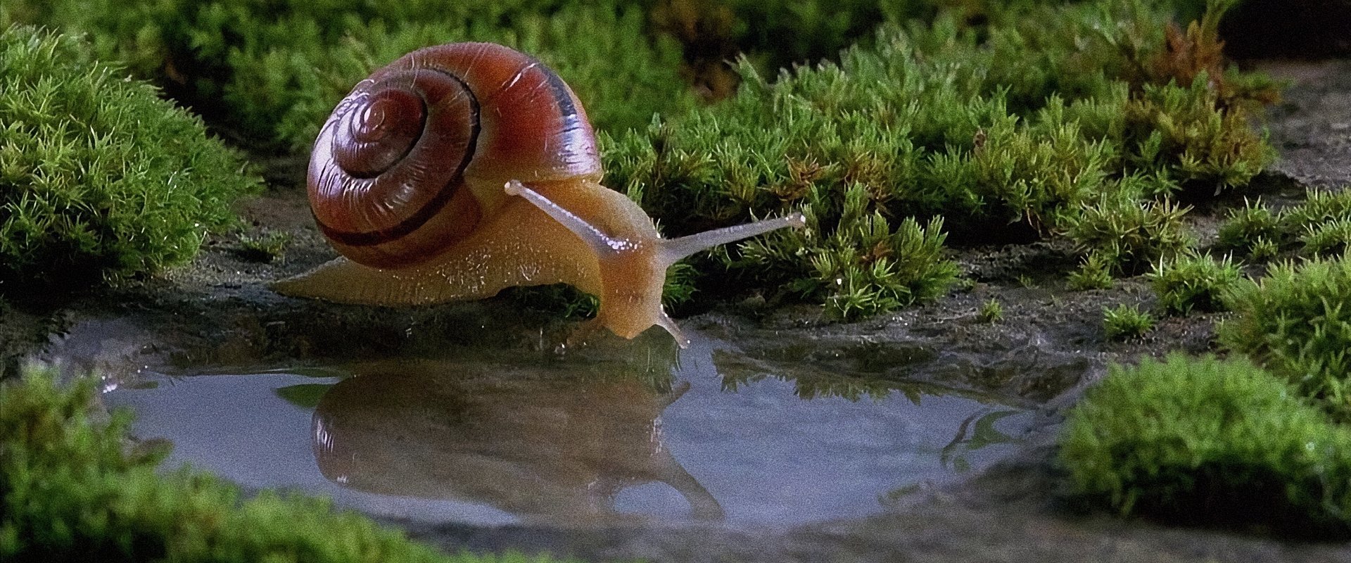 Microcosmos backdrop