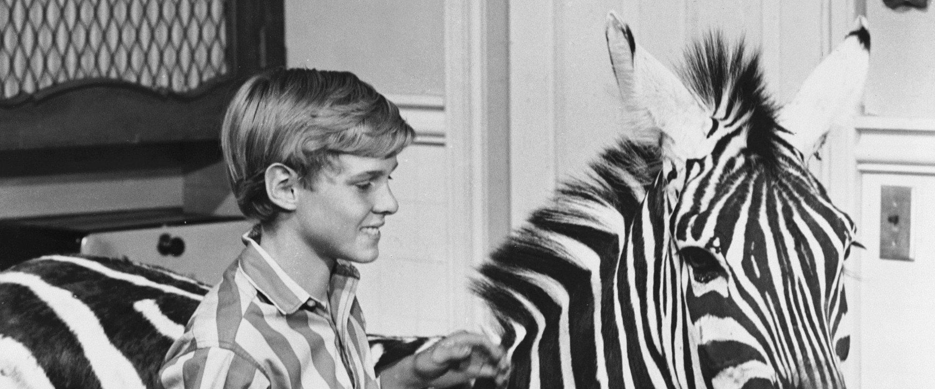 Zebra in the Kitchen backdrop