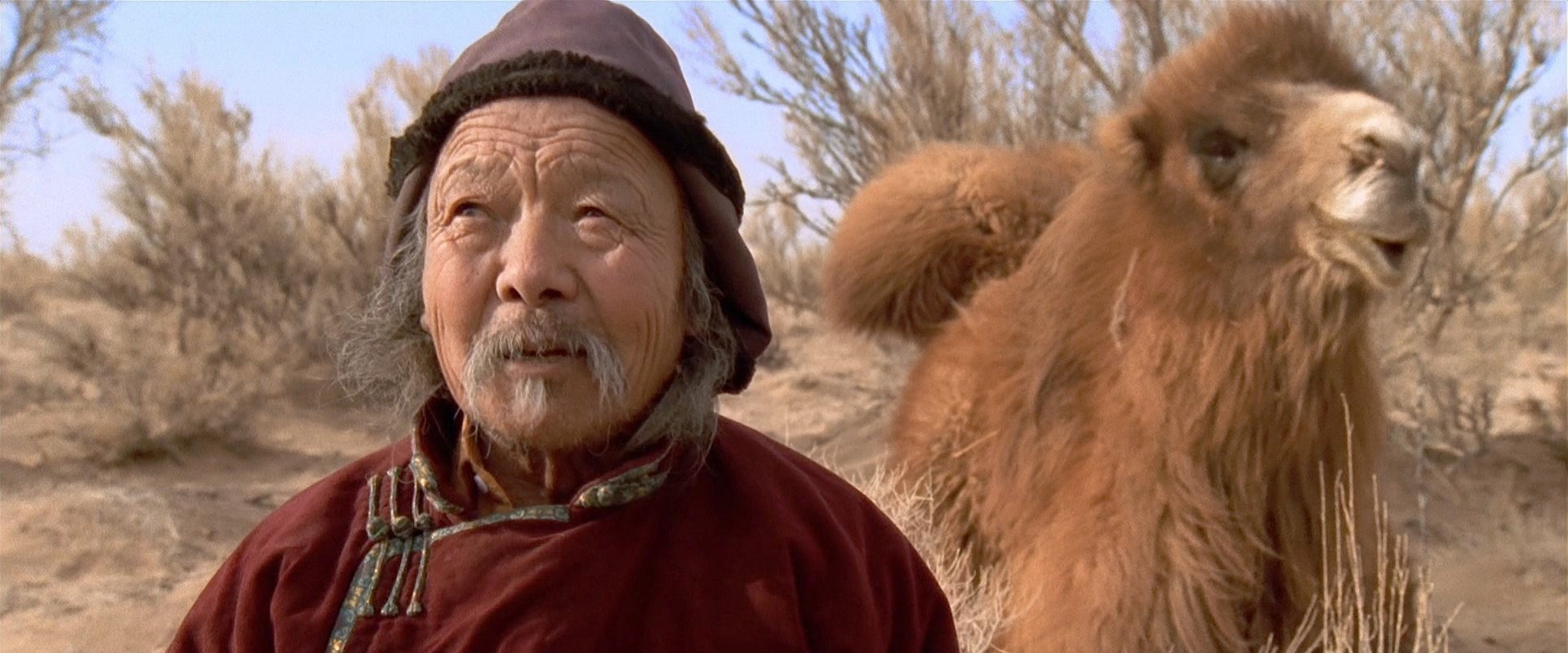 The Story of the Weeping Camel backdrop