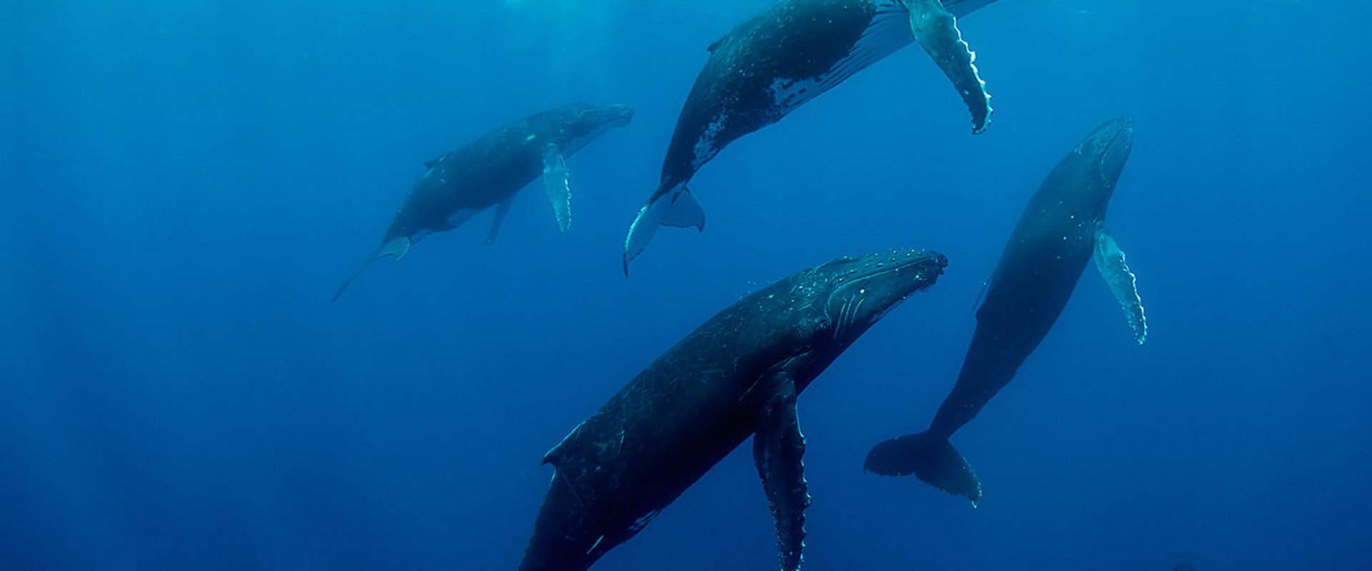 Humpback Whales backdrop