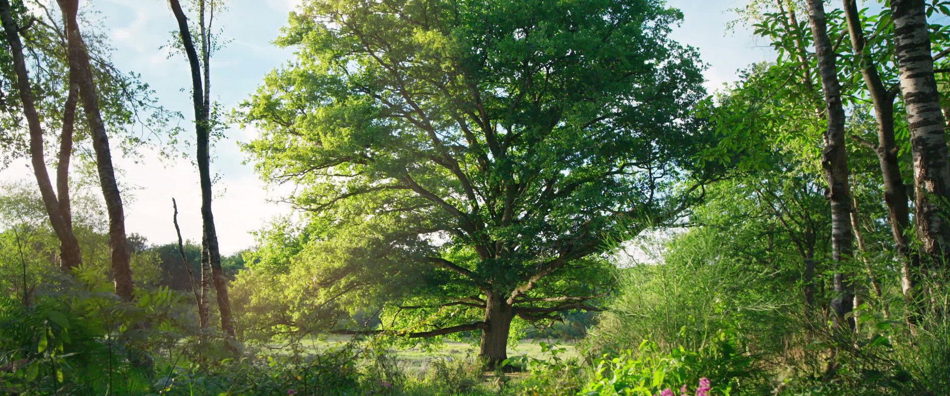 Heart of an Oak backdrop