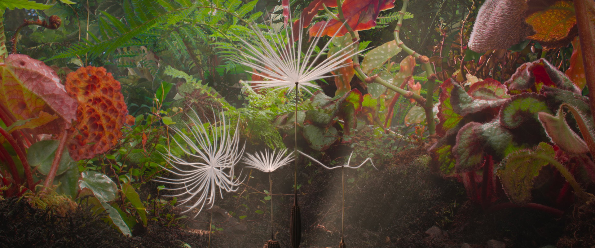 Dandelion's Odyssey backdrop