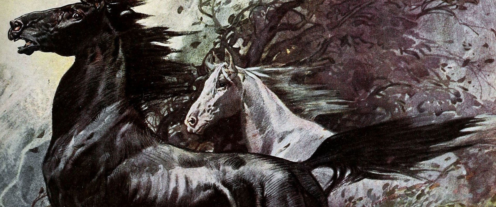 King of the Wild Horses backdrop