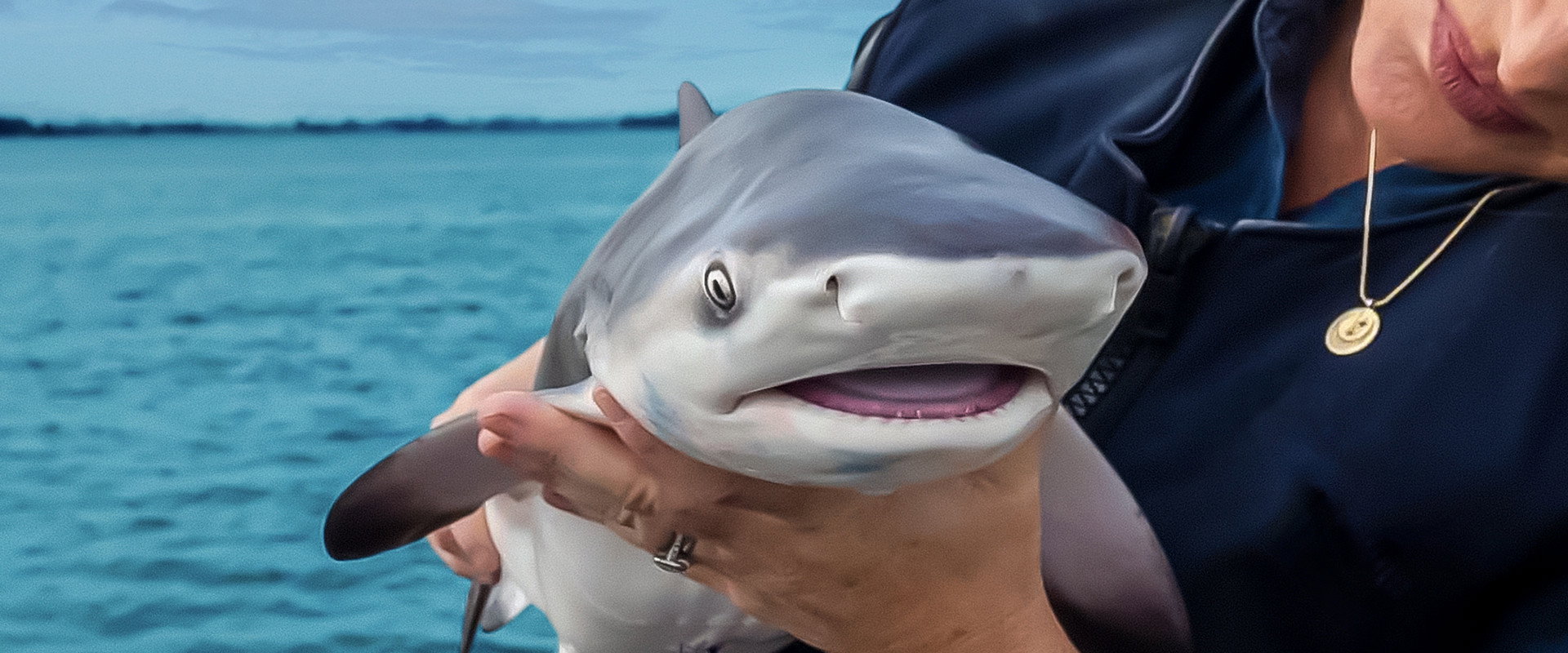 Baby Sharks backdrop
