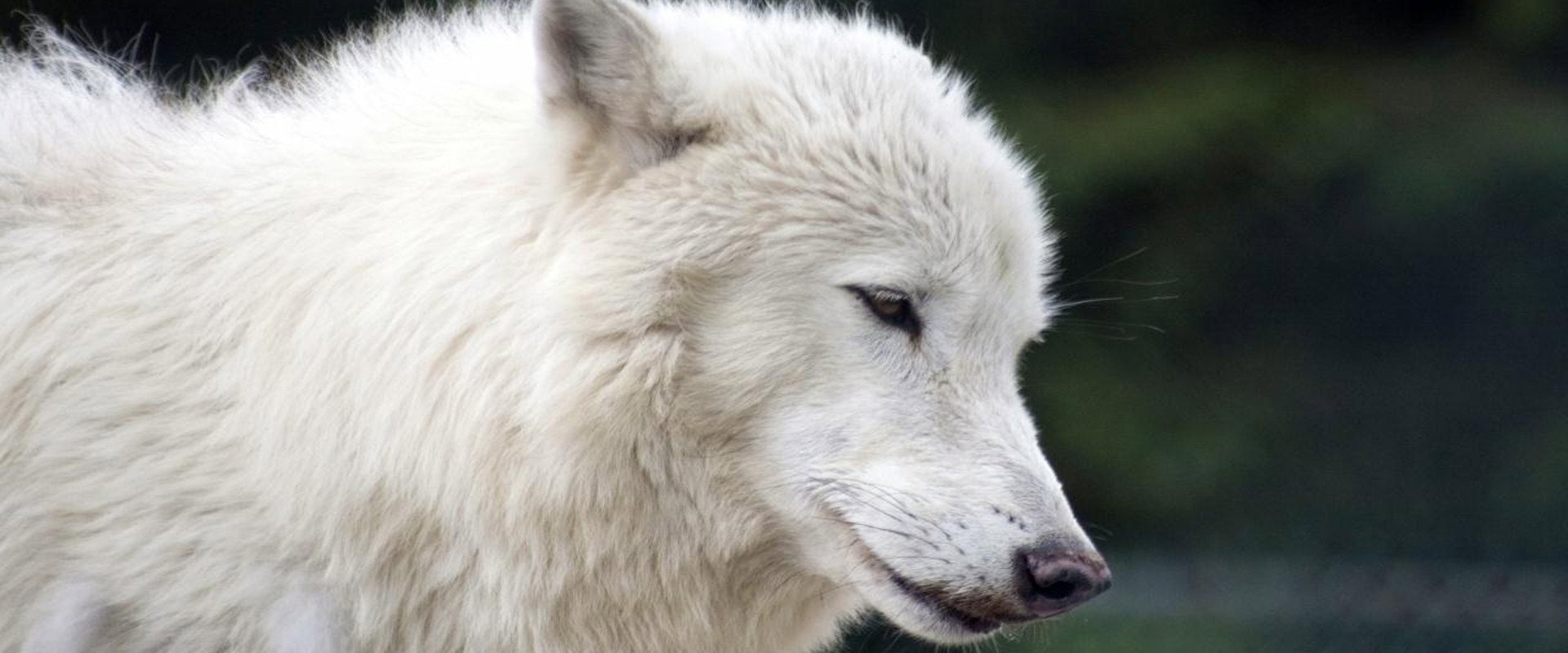 White Wolves - A Cry in the Wild II backdrop