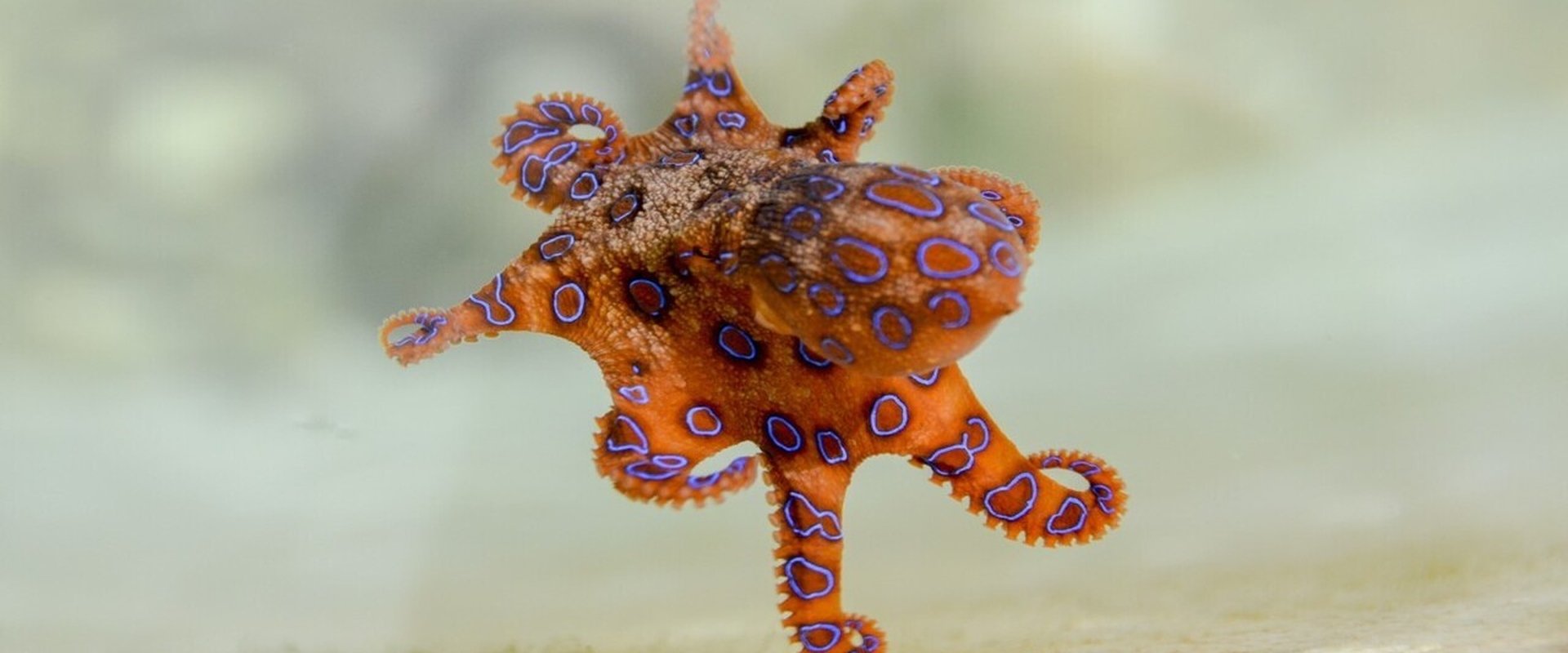 Australia's Deadliest