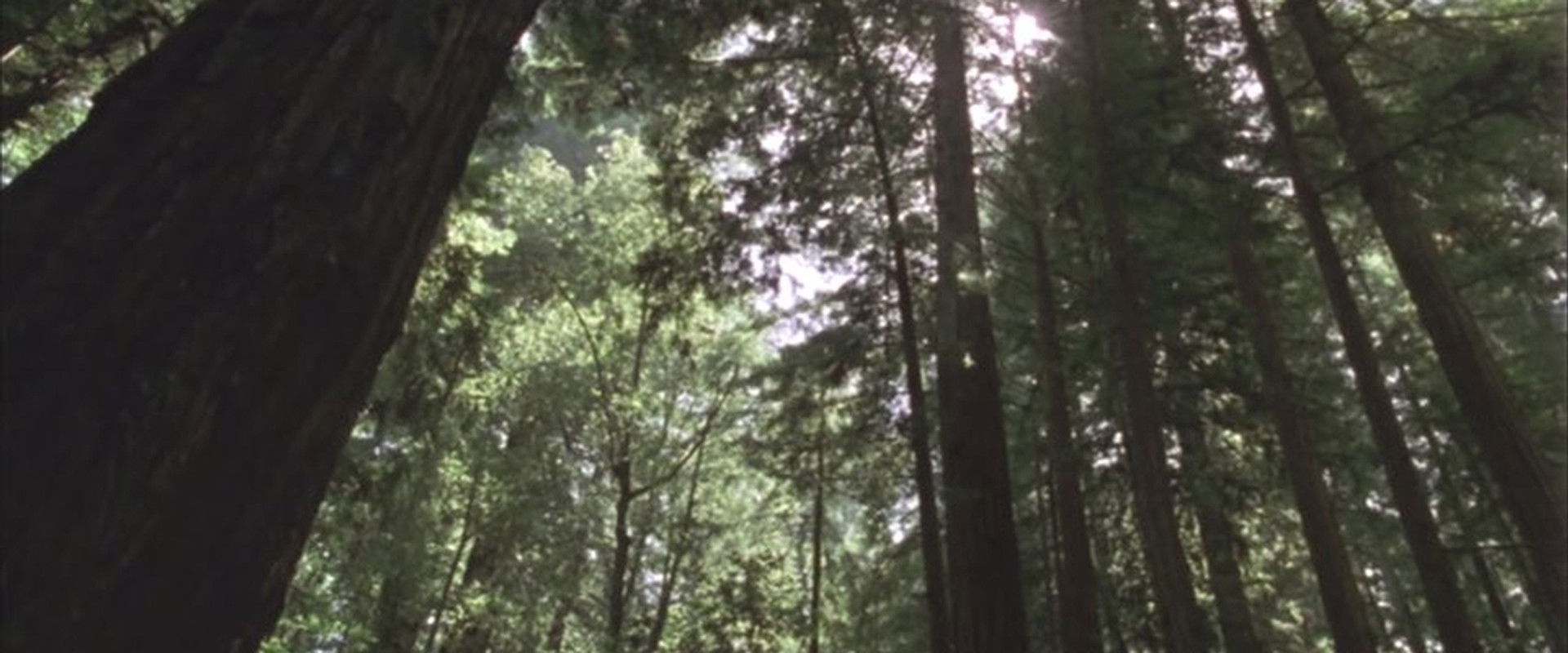 Redwood Curtain backdrop