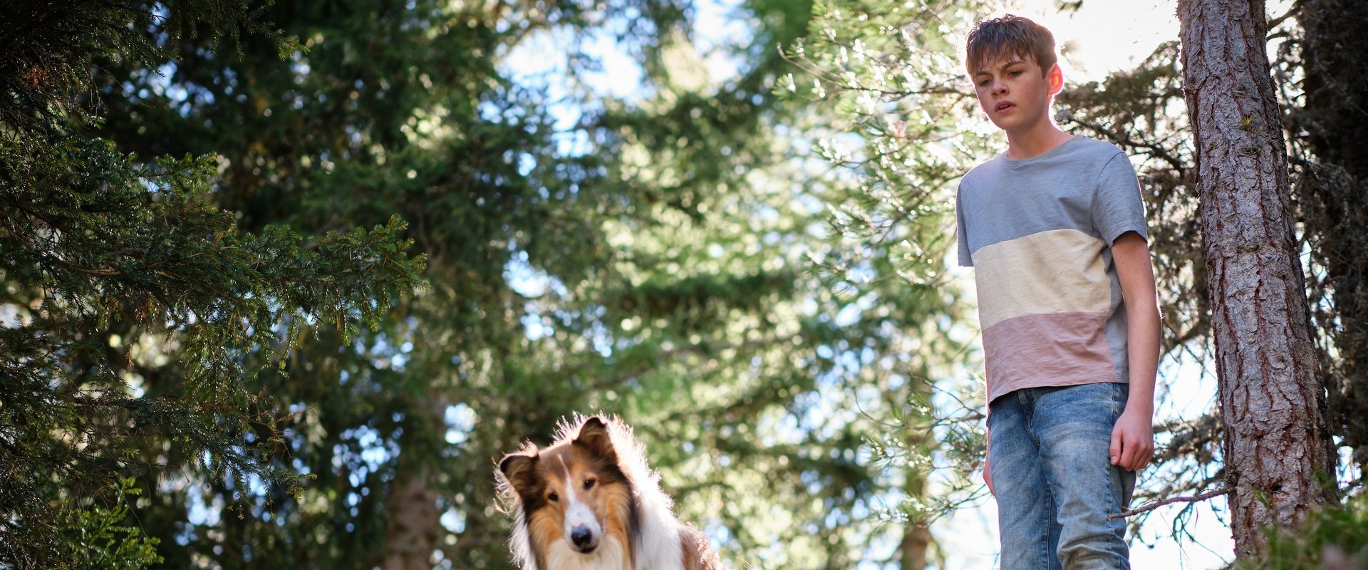 Lassie: A New Adventure backdrop